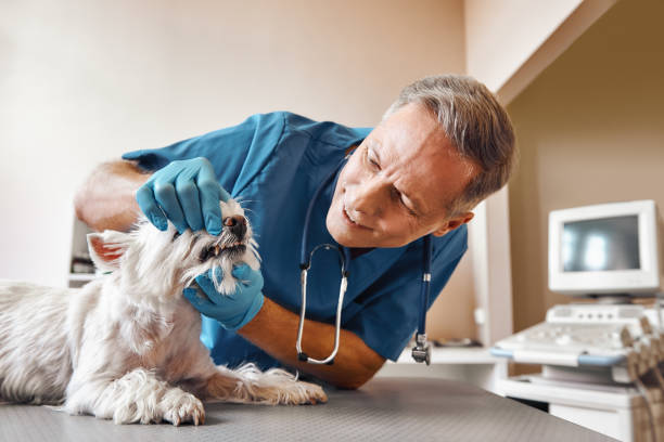 Best Emergency Dentist for Knocked-Out Tooth in Maytown, PA